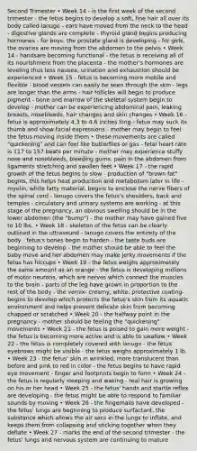 Second Trimester • Week 14 - is the first week of the second trimester - the fetus begins to develop a soft, fine hair all over its body called lanugo - ears have moved from the neck to the head - digestive glands are complete - thyroid gland begins producing hormones - for boys, the prostate gland is developing - for girls, the ovaries are moving from the abdomen to the pelvis • Week 14 - handsare becoming functional - the fetus is receiving all of its nourishment from the placenta - the mother's hormones are leveling thus less nausea, urination and exhaustion should be experienced • Week 15 - fetus is becoming more mobile and flexible - blood vessels can easily be seen through the skin - legs are longer than the arms - hair follicles will begin to produce pigment - bone and marrow of the skeletal system begin to develop - mother can be experiencing abdominal pain, leaking breasts, nosebleeds, hair changes and skin changes • Week 16 - fetus is approximately 4.3 to 4.6 inches long - fetus may suck its thumb and show facial expressions - mother may begin to feel the fetus moving inside them • these movements are called "quickening" and can feel like butterflies or gas - fetal heart rate is 117 to 157 beats per minute - mother may experience stuffy nose and nosebleeds, bleeding gums, pain in the abdomen from ligaments stretching and swollen feet • Week 17 - the rapid growth of the fetus begins to slow - production of "brown fat" begins, this helps heat production and metabolism later in life - myelin, white fatty material, begins to enclose the nerve fibers of the spinal cord - lanugo covers the fetus's shoulders, back and temples - circulatory and urinary systems are working - at this stage of the pregnancy, an obvious swelling should be in the lower abdomen (the "bump") - the mother may have gained five to 10 lbs. • Week 18 - skeleton of the fetus can be clearly outlined in the ultrasound - lanugo covers the entirety of the body - fetus's bones begin to harden - the taste buds are beginning to develop - the mother should be able to feel the baby move and her abdomen may make jerky movements if the fetus has hiccups • Week 19 - the fetus weighs approximately the same amount as an orange - the fetus is developing millions of motor neurons, which are nerves which connect the muscles to the brain - parts of the leg have grown in proportion to the rest of the body - the vernix- creamy, white, protective coating- begins to develop which protects the fetus's skin from its aquatic environment and helps prevent delicate skin from becoming chapped or scratched • Week 20 - the halfway point in the pregnancy - mother should be feeling the "quickening" movements • Week 21 - the fetus is poised to gain more weight - the fetus is becoming more active and is able to swallow • Week 22 - the fetus is completely covered with lanugo - the fetus' eyebrows might be visible - the fetus weighs approximately 1 lb. • Week 23 - the fetus' skin in wrinkled, more translucent than before and pink to red in color - the fetus begins to have rapid eye movement - finger and footprints begin to form • Week 24 - the fetus is regularly sleeping and waking - real hair is growing on his or her head • Week 25 - the fetus' hands and startle reflex are developing - the fetus might be able to respond to familiar sounds by moving • Week 26 - the fingernails have developed - the fetus' lungs are beginning to produce surfactant, the substance which allows the air sacs in the lungs to inflate, and keeps them from collapsing and sticking together when they deflate • Week 27 - marks the end of the second trimester - the fetus' lungs and nervous system are continuing to mature