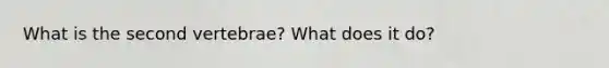 What is the second vertebrae? What does it do?