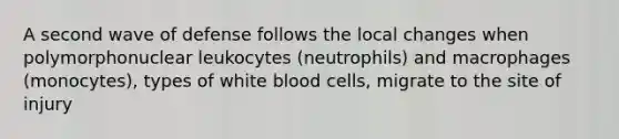 A second wave of defense follows the local changes when polymorphonuclear leukocytes (neutrophils) and macrophages (monocytes), types of white blood cells, migrate to the site of injury