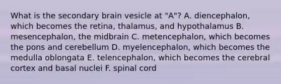 What is the secondary brain vesicle at "A"? A. diencephalon, which becomes the retina, thalamus, and hypothalamus B. mesencephalon, the midbrain C. metencephalon, which becomes the pons and cerebellum D. myelencephalon, which becomes the medulla oblongata E. telencephalon, which becomes the cerebral cortex and basal nuclei F. spinal cord