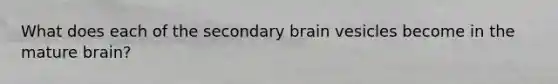 What does each of the secondary brain vesicles become in the mature brain?