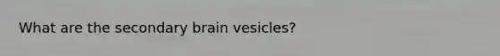 What are the secondary brain vesicles?