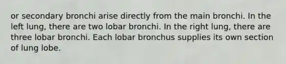 or secondary bronchi arise directly from the main bronchi. In the left lung, there are two lobar bronchi. In the right lung, there are three lobar bronchi. Each lobar bronchus supplies its own section of lung lobe.