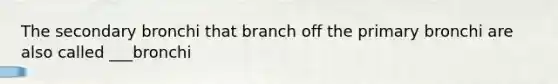 The secondary bronchi that branch off the primary bronchi are also called ___bronchi