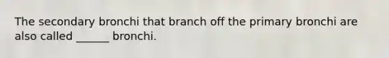 The secondary bronchi that branch off the primary bronchi are also called ______ bronchi.