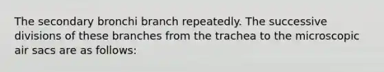 The secondary bronchi branch repeatedly. The successive divisions of these branches from the trachea to the microscopic air sacs are as follows: