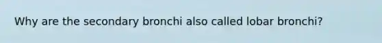 Why are the secondary bronchi also called lobar bronchi?