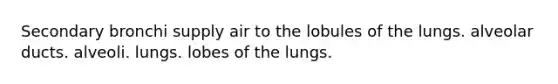 Secondary bronchi supply air to the lobules of the lungs. alveolar ducts. alveoli. lungs. lobes of the lungs.