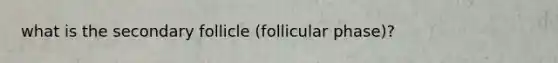 what is the secondary follicle (follicular phase)?