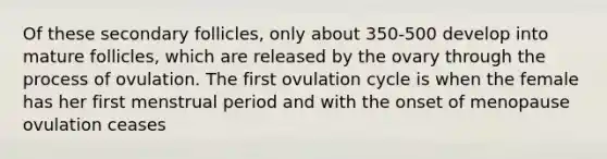 Of these secondary follicles, only about 350-500 develop into mature follicles, which are released by the ovary through the process of ovulation. The first ovulation cycle is when the female has her first menstrual period and with the onset of menopause ovulation ceases