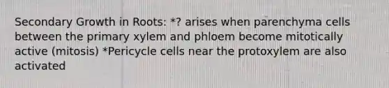 Secondary Growth in Roots: *? arises when parenchyma cells between the primary xylem and phloem become mitotically active (mitosis) *Pericycle cells near the protoxylem are also activated