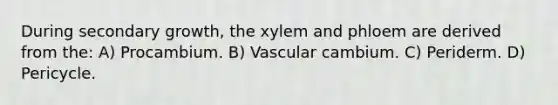 During secondary growth, the xylem and phloem are derived from the: A) Procambium. B) Vascular cambium. C) Periderm. D) Pericycle.