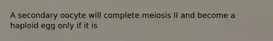 A secondary oocyte will complete meiosis II and become a haploid egg only if it is