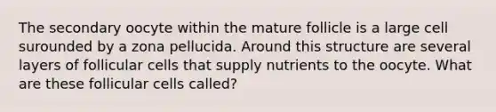 The secondary oocyte within the mature follicle is a large cell surounded by a zona pellucida. Around this structure are several layers of follicular cells that supply nutrients to the oocyte. What are these follicular cells called?