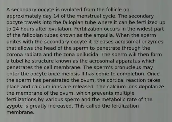 A secondary oocyte is ovulated from the follicle on approximately day 14 of the menstrual cycle. The secondary oocyte travels into the fallopian tube where it can be fertilized up to 24 hours after ovulation. Fertilization occurs in the widest part of the fallopian tubes known as the ampulla. When the sperm unites with the secondary oocyte it releases acrosomal enzymes that allows the head of the sperm to penetrate through <a href='https://www.questionai.com/knowledge/kUSHhCSdkt-the-corona' class='anchor-knowledge'>the corona</a> radiata and the zona pellucida. The sperm will then form a tubelike structure known as the acrosomal apparatus which penetrates the cell membrane. The sperm's pronucleus may enter the oocyte once meiosis II has come to completion. Once the sperm has penetrated the ovum, the cortical reaction takes place and calcium ions are released. The calcium ions depolarize the membrane of the ovum, which prevents multiple fertilizations by various sperm and the metabolic rate of the zygote is greatly increased. This called the fertilization membrane.