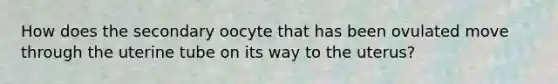 How does the secondary oocyte that has been ovulated move through the uterine tube on its way to the uterus?