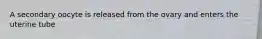 A secondary oocyte is released from the ovary and enters the uterine tube
