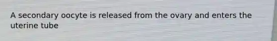 A secondary oocyte is released from the ovary and enters the uterine tube