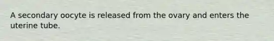 A secondary oocyte is released from the ovary and enters the uterine tube.