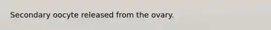 Secondary oocyte released from the ovary.