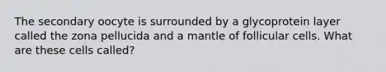 The secondary oocyte is surrounded by a glycoprotein layer called the zona pellucida and a mantle of follicular cells. What are these cells called?