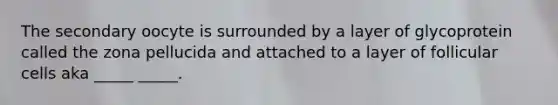 The secondary oocyte is surrounded by a layer of glycoprotein called the zona pellucida and attached to a layer of follicular cells aka _____ _____.