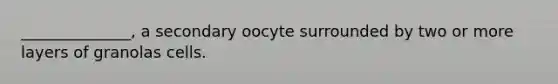 ______________, a secondary oocyte surrounded by two or more layers of granolas cells.