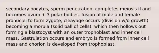 secondary oocytes, sperm penetration, completes meiosis II and becomes ovum + 3 polar bodies. fusion of male and female pronuclei to form zygote, cleavage occurs (division w/o growth) becoming a morula (solid ball of cells), which then hollows out forming a blastocyst with an outer trophoblast and inner cell mass. Gastrulation occurs and embryo is formed from inner cell mass and chorion is developed from trophoblast.