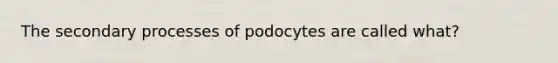 The secondary processes of podocytes are called what?