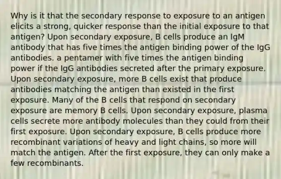 Why is it that the secondary response to exposure to an antigen elicits a strong, quicker response than the initial exposure to that antigen? Upon secondary exposure, B cells produce an IgM antibody that has five times the antigen binding power of the IgG antibodies. a pentamer with five times the antigen binding power if the IgG antibodies secreted after the primary exposure. Upon secondary exposure, more B cells exist that produce antibodies matching the antigen than existed in the first exposure. Many of the B cells that respond on secondary exposure are memory B cells. Upon secondary exposure, plasma cells secrete more antibody molecules than they could from their first exposure. Upon secondary exposure, B cells produce more recombinant variations of heavy and light chains, so more will match the antigen. After the first exposure, they can only make a few recombinants.