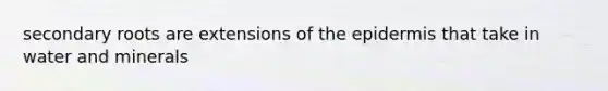 secondary roots are extensions of the epidermis that take in water and minerals