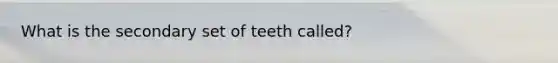 What is the secondary set of teeth called?