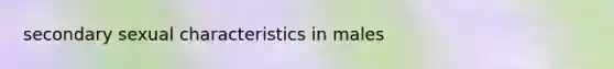 secondary sexual characteristics in males