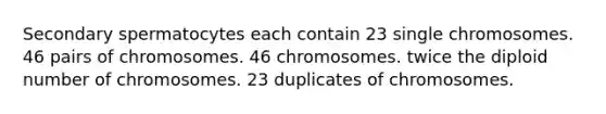 Secondary spermatocytes each contain 23 single chromosomes. 46 pairs of chromosomes. 46 chromosomes. twice the diploid number of chromosomes. 23 duplicates of chromosomes.