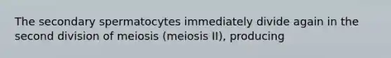 The secondary spermatocytes immediately divide again in the second division of meiosis (meiosis II), producing