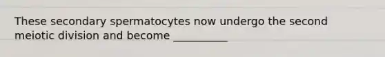 These secondary spermatocytes now undergo the second meiotic division and become __________