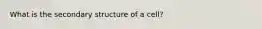 What is the secondary structure of a cell?