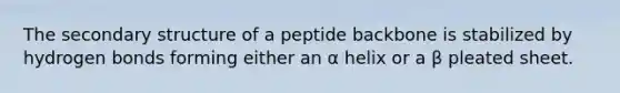 The secondary structure of a peptide backbone is stabilized by hydrogen bonds forming either an α helix or a β pleated sheet.