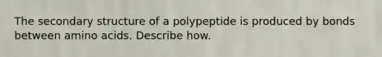 The secondary structure of a polypeptide is produced by bonds between amino acids. Describe how.