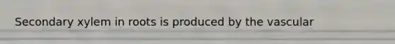 Secondary xylem in roots is produced by the vascular