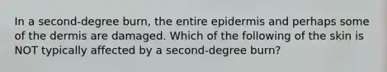 In a second-degree burn, the entire epidermis and perhaps some of the dermis are damaged. Which of the following of the skin is NOT typically affected by a second-degree burn?