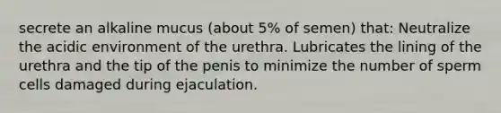 secrete an alkaline mucus (about 5% of semen) that: Neutralize the acidic environment of the urethra. Lubricates the lining of the urethra and the tip of the penis to minimize the number of sperm cells damaged during ejaculation.