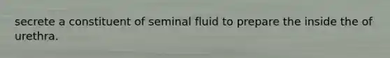 secrete a constituent of seminal fluid to prepare the inside the of urethra.