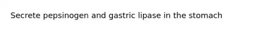 Secrete pepsinogen and gastric lipase in the stomach