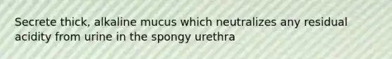 Secrete thick, alkaline mucus which neutralizes any residual acidity from urine in the spongy urethra