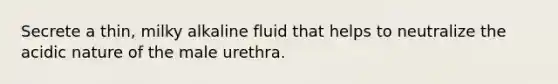 Secrete a thin, milky alkaline fluid that helps to neutralize the acidic nature of the male urethra.