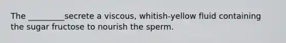 The _________secrete a viscous, whitish-yellow fluid containing the sugar fructose to nourish the sperm.