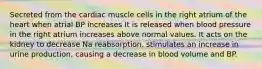 Secreted from the cardiac muscle cells in the right atrium of the heart when atrial BP increases It is released when blood pressure in the right atrium increases above normal values. It acts on the kidney to decrease Na reabsorption. stimulates an increase in urine production, causing a decrease in blood volume and BP.