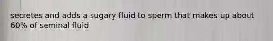 secretes and adds a sugary fluid to sperm that makes up about 60% of seminal fluid