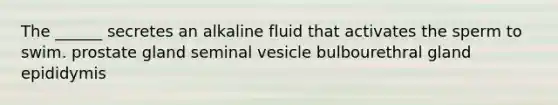 The ______ secretes an alkaline fluid that activates the sperm to swim. prostate gland seminal vesicle bulbourethral gland epididymis